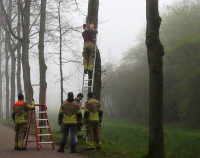 Brandweer helpt mee bij vogelhuisjesproject in Dussen: mezenkasten bij kasteeltuin