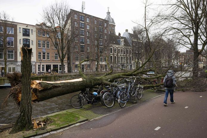 Amsterdam, où des arbres ont été arrachés sous les vents d'Eunice