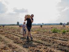 Minder hectares en tegenvallende oogsten. Wat is er aan de hand in dé uienprovincie van het land?