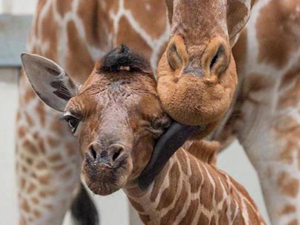 Pasgeboren giraffe in Amsterdamse zoo overleden | Reizen | hln.be