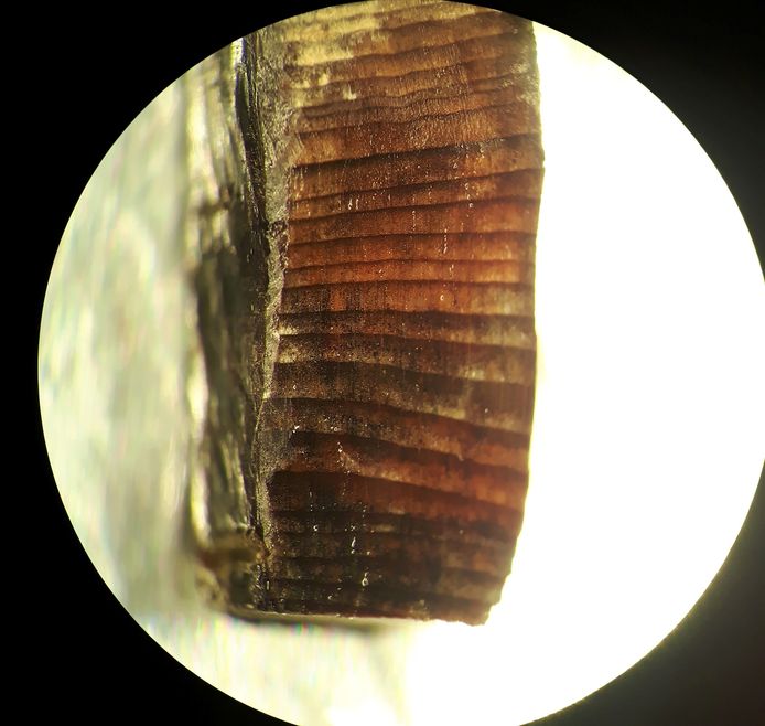 Een stuk hout met boomringen uit het Vikingdorp L’Anse aux Meadows.