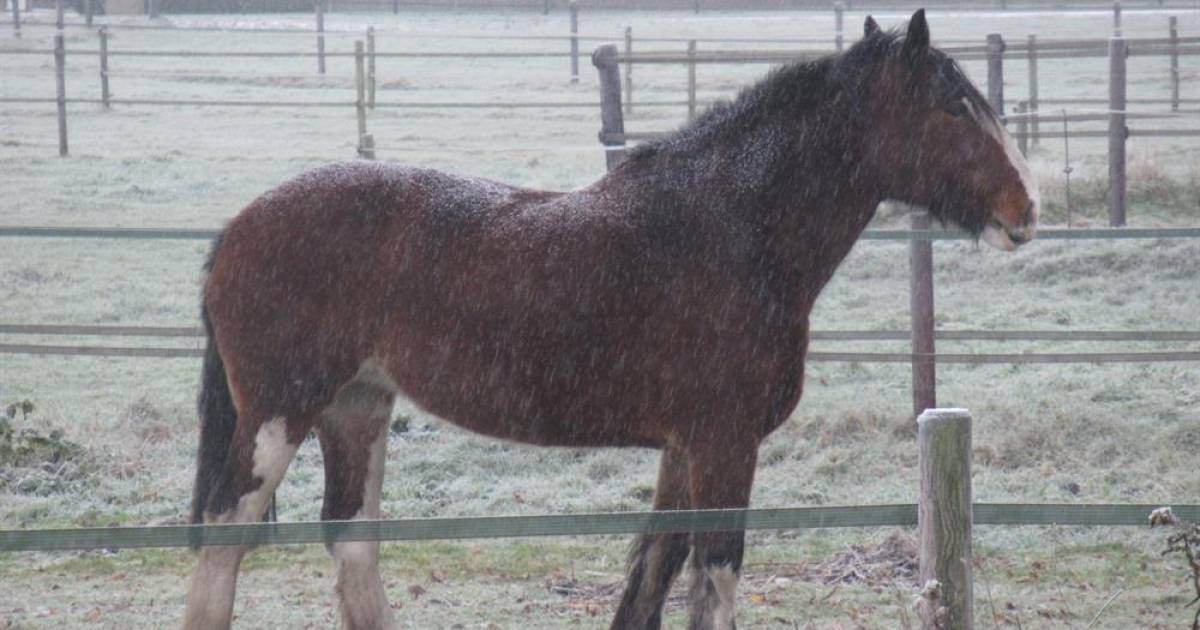 Sneeuwbuien zorgen landinwaarts zeer lokaal voor een witte wereld