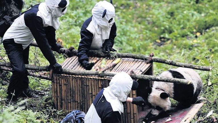 Natuurbeschermers vangen een wilde panda voor een gezondheidsonderzoek. Dierentuinen moeten zich minder op exotische soorten richten. Beeld reuters