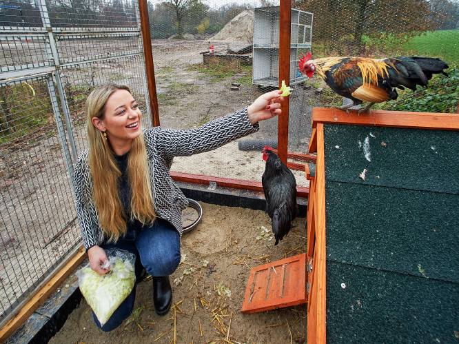 Dierentehuis in Den Bosch is in beeld voor zieke zwanen, roofvogels en andere ‘wilde’ dieren  