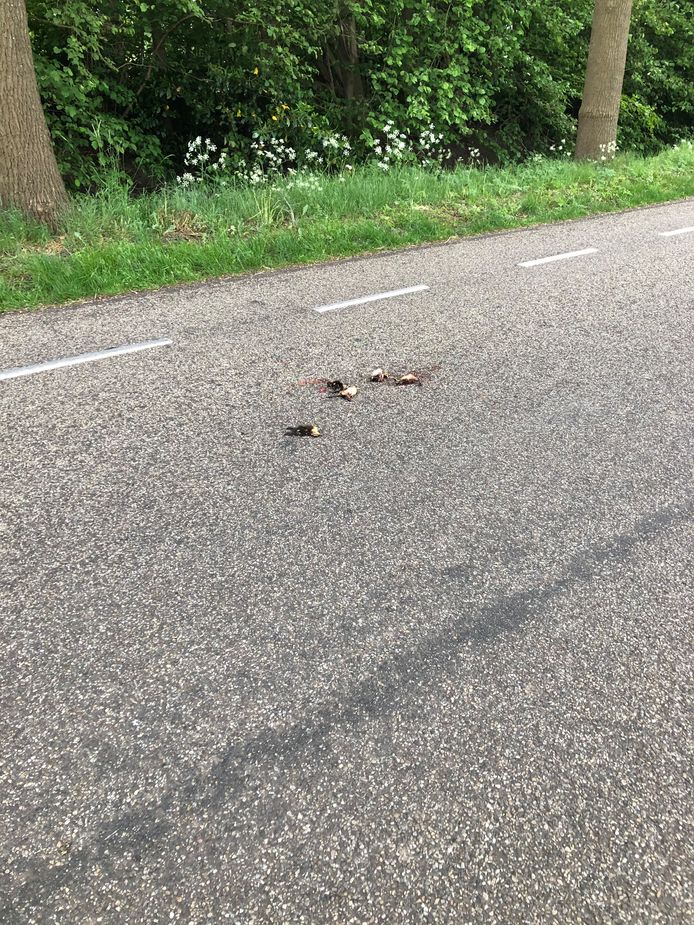 De dode eendjes op de Westermaatweg, tussen de Almeloseweg en de Schout Doddestraat.