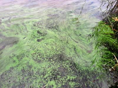 Gemeente Halderberge waarschuwt voor blauwalg in Oudenbosch