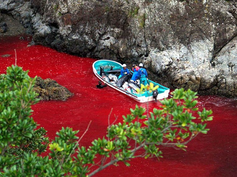 Door het leegbloeden van de dolfijnen kleurt het water in de Taiji-baai rood. Beeld Archieffoto 2003, AFP
