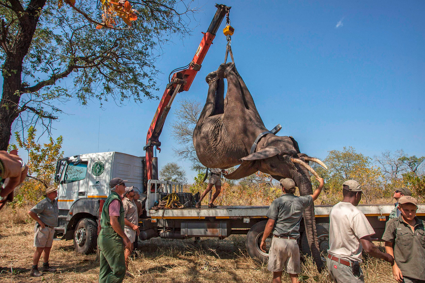 Bijna 250 olifanten verhuizen de komende weken naar een nieuw onderkomen in Malawi.