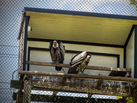 Ontsnapte gier permanent niet terug naar Blijdorp: dierentuin in Berlijn vangt dier op 