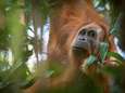 Zeldzaamste orang-oetan ter wereld bedreigd door aanleg dam