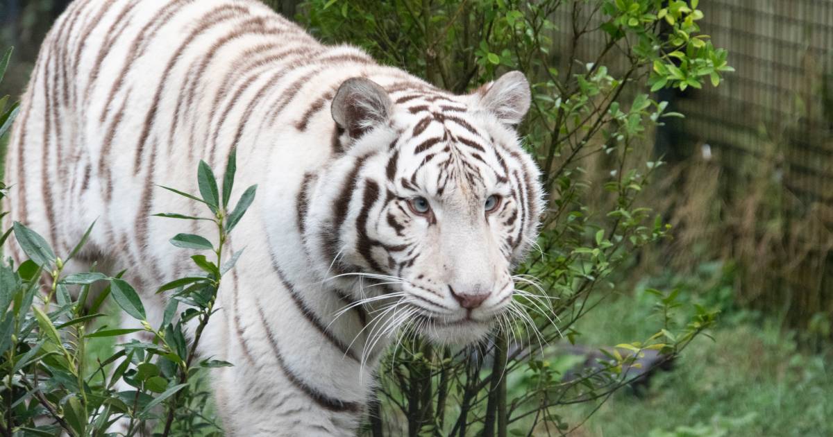 Sortie nul Interessant Het verhaal van Muba, de schele witte tijger: 'Ze zou het liefst bij je op  schoot kruipen' | Binnenland | gelderlander.nl