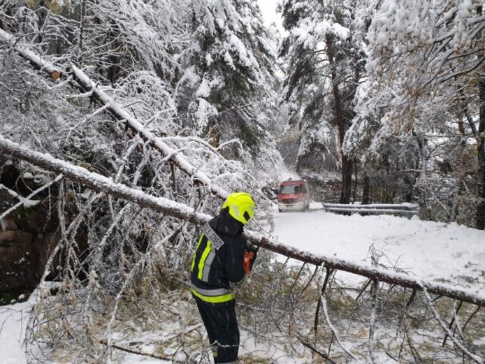 Bomen knakken massaal door het gewicht van de sneeuw.