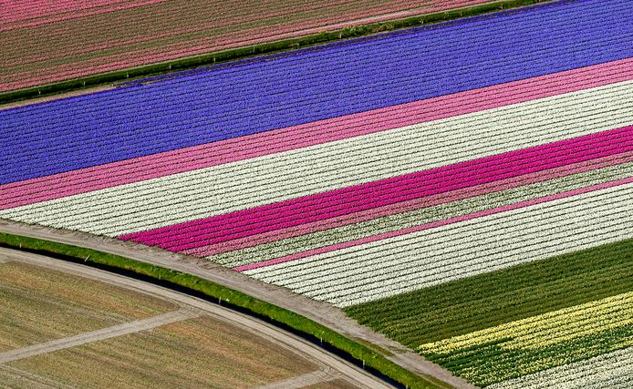 Een luchtfoto van de bollenvelden van de Keukenhof in volle bloei.