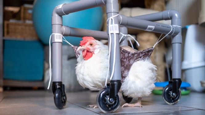 Chicken on wheels. Dierenvriend helpt manke kip met zelfgebouwde ‘rolstoel’: “Haar geluk is het belangrijkste”