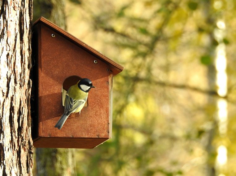 Zo maak je een vogelhuisje schoon  Beeld Getty Images/EyeEm