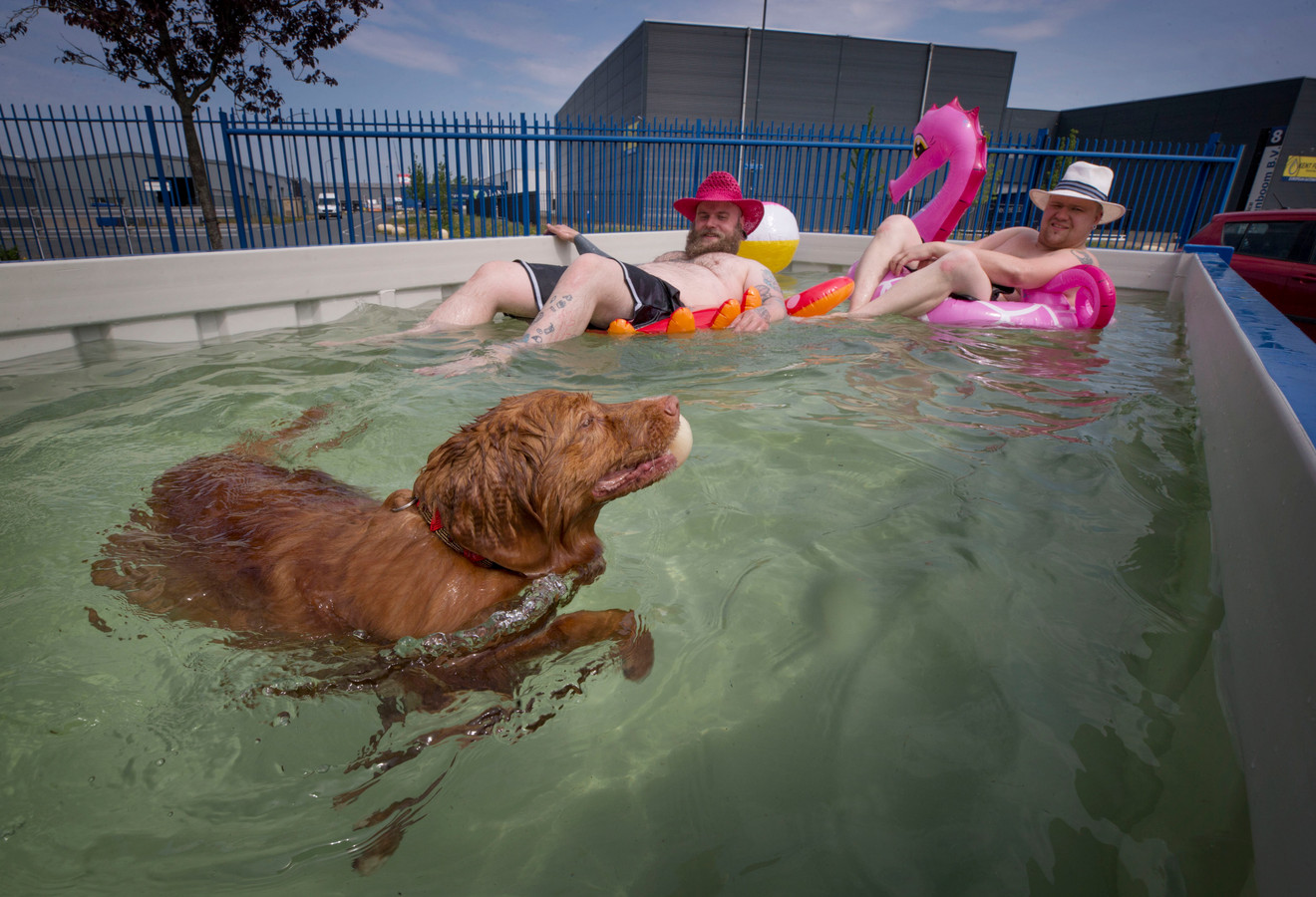 Zwemmen in de zwembadcontainer op het terrein van Containerbedrijf Groenenboom CS in Oosterhout . Ook kantoorhond Luna zwemt graag mee.
