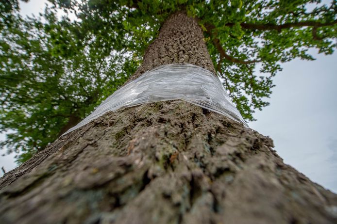 Plastic folie op eikenbomen helpt volgens de gemeente Breda niet tegen de processierups.
