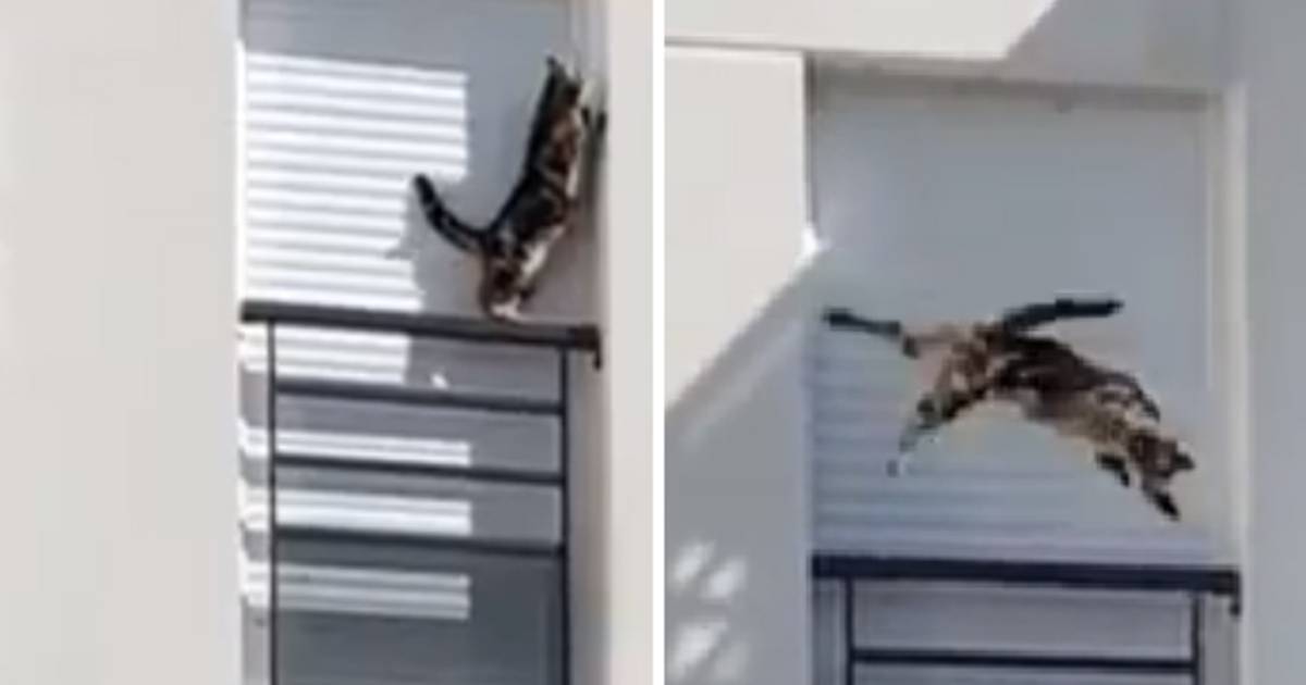 Enferme Sur Un Balcon Depuis Deux Jours Un Chat Chute Du Troisieme Etage Monde 7sur7 Be