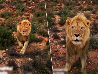 Man wil band vervangen, maar agressieve leeuw houdt hem nauwlettend in de gaten