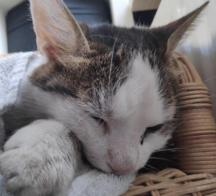 De in Vriezenveen neergeschoten kater Angel werd 12 jaar en overleed zaterdag aan de verwondingen, opgelopen bij de beschieting.