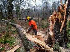 Storm velt honderden bomen, boetes voor negeren inrijverbod Posbank