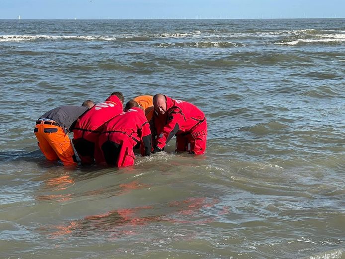 De spitssnuitdolfijn spoelde deze ochtend op het strand aan.