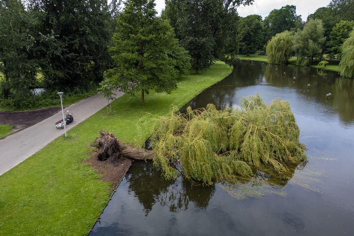Een windhoos vernielde op 18 juni dit jaar 250 bomen in Kampen, waaronder de grote wilg in het stadspark.