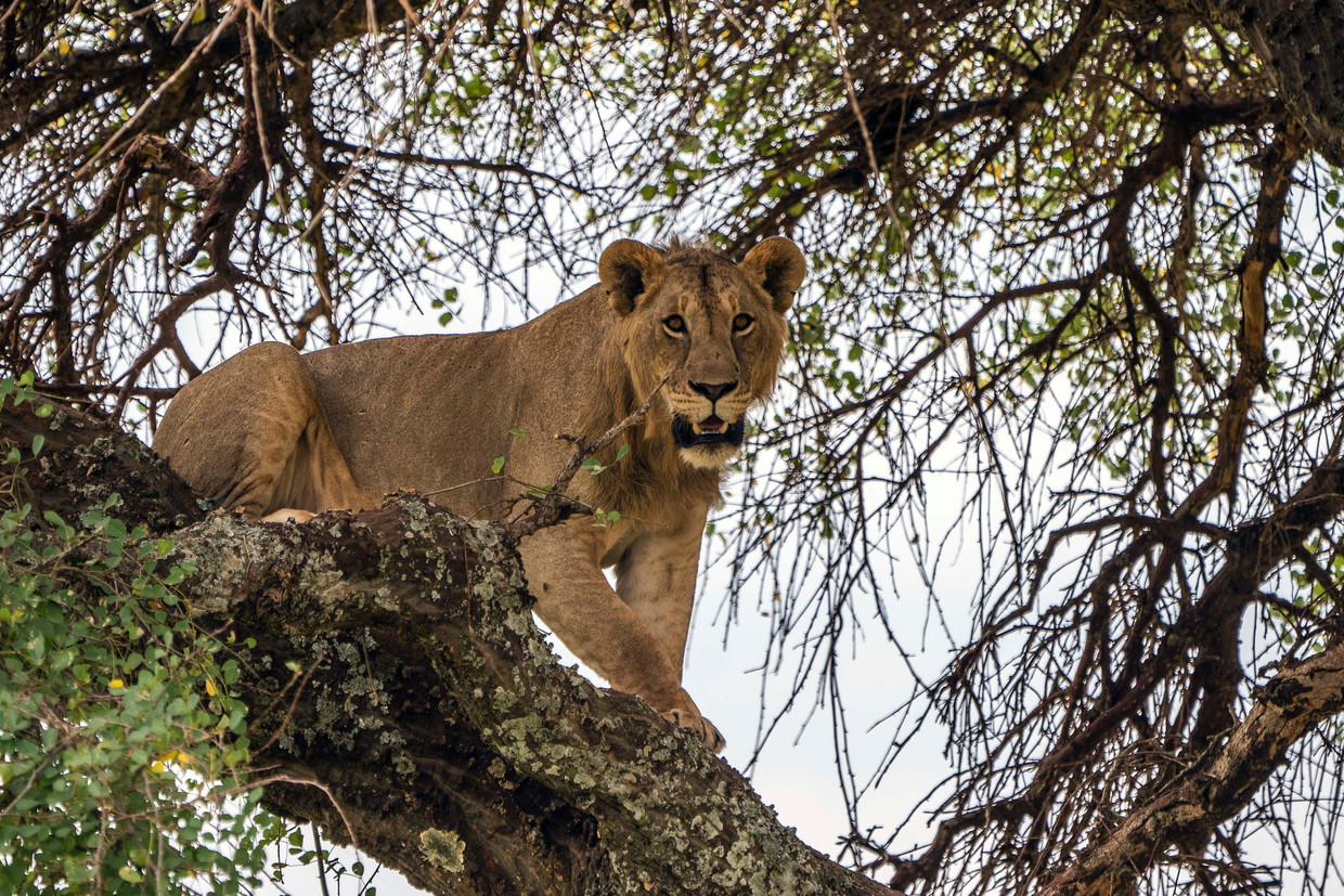 Een jonge leeuw in Tarangire National Park in Tanzania. Beeld AP