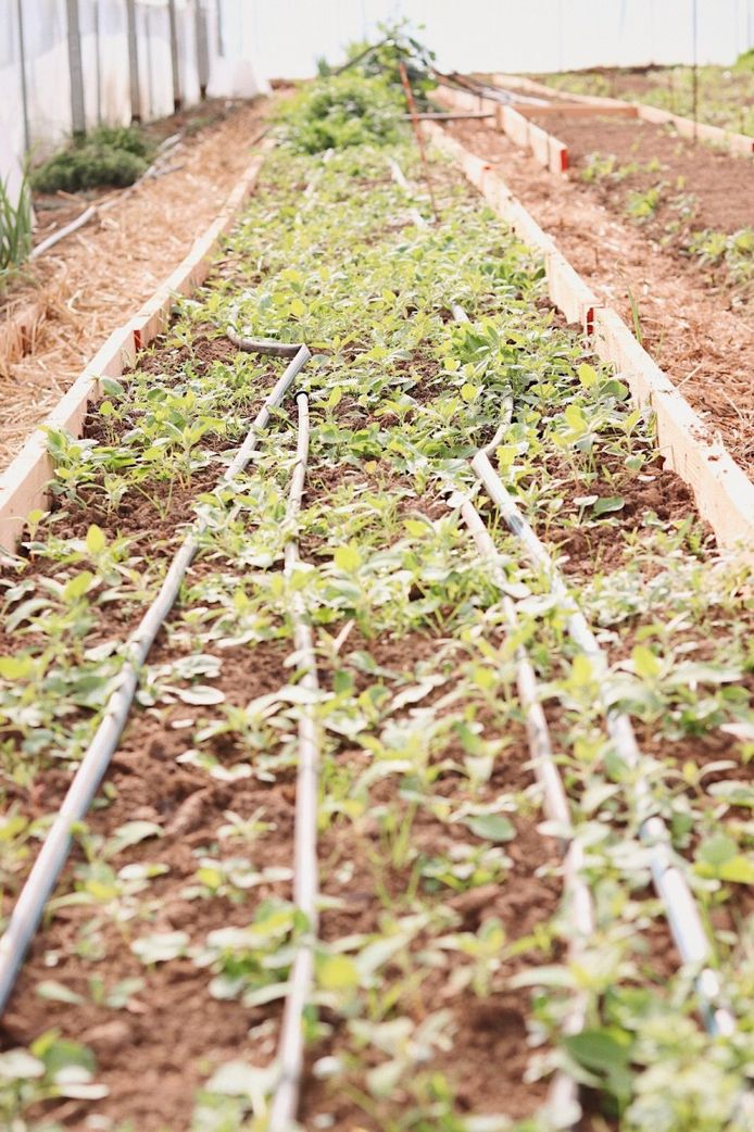 Le potager d’Indrani Lodge.
