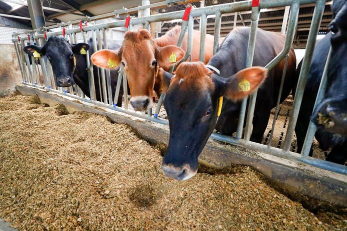 Boeren maken zich zorgen over de beschikbaarheid van veevoer. Oekraïne en Rusland zijn belangrijke leveranciers.