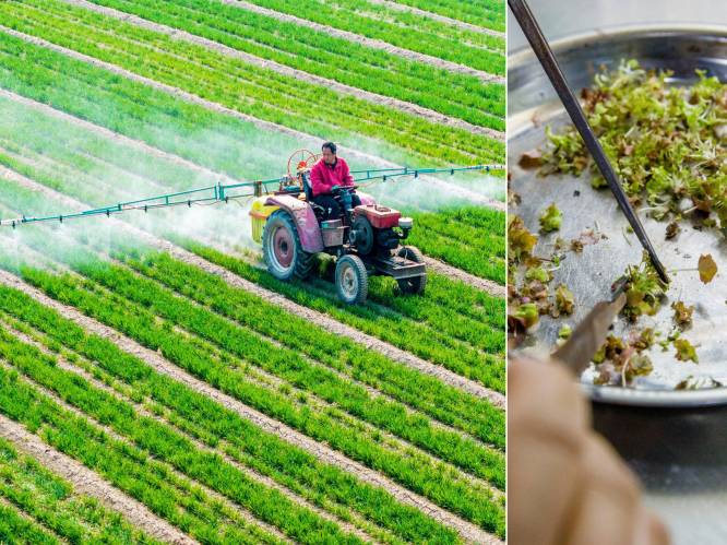 Beschermen schimmels, feromonen of chilipepers straks onze gewassen? Hoe pesticidenreus Bayer (noodgedwongen) vergroent