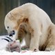 Dierenbeschermers: Knut stond onder stress