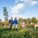 Koeien tussen de walnotenbomen, dat is het nieuwe boeren
