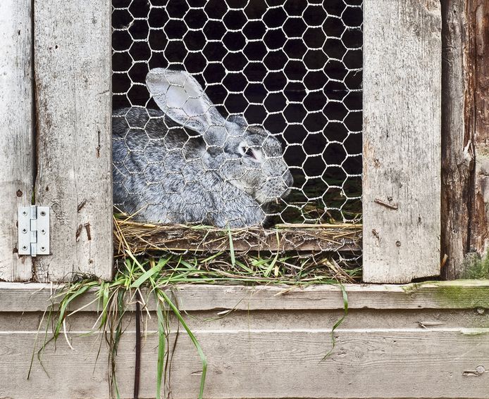 monster Aanklager Aanklager Tienduizenden konijnen kwijnen weg door eenzaamheid | Binnenland |  destentor.nl
