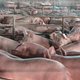 Wát! Het levend koken van varkens in slachthuizen gebeurt nog steeds