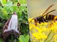 “Aziatische hoornaar en buxusmot in onstuitbare opmars”: eerste resultaten HLN insectenzomer tonen verontrustende trends