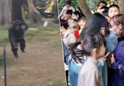 KIJK. Schokkende beelden uit Chinese dierentuin tonen aap die flesje gooit naar jong meisje