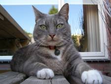 De ‘vermoorde’ Amersfoortse kat Breezer gaat viraal: ‘Er melden zich zelfs knokploegen’