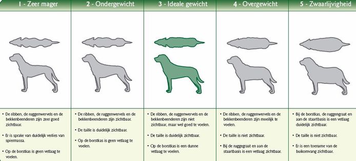 De criteria waarmee je kunt bepalen of je hond of kat te zwaar is.