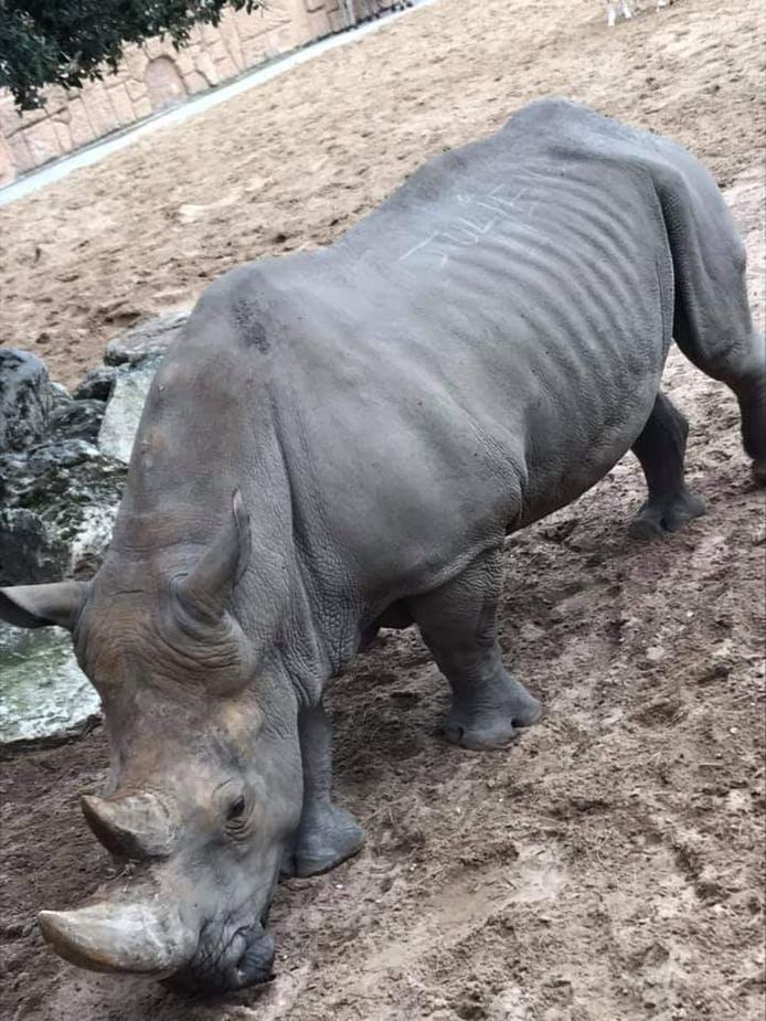 Bekraste neushoorn Noëlle.