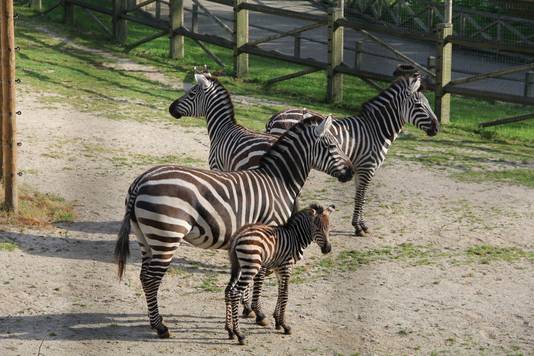 Naissance Du Premier Bebe Zebre A Bellewaerde Park Ecologie 7sur7 Be