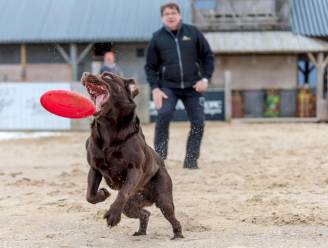 Honden aan de macht op strand van Knokke-Heist