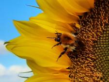 Halen de pogingen om bijen te helpen ook écht iets uit? ‘Elk tuin met bloemen is een opluchting’