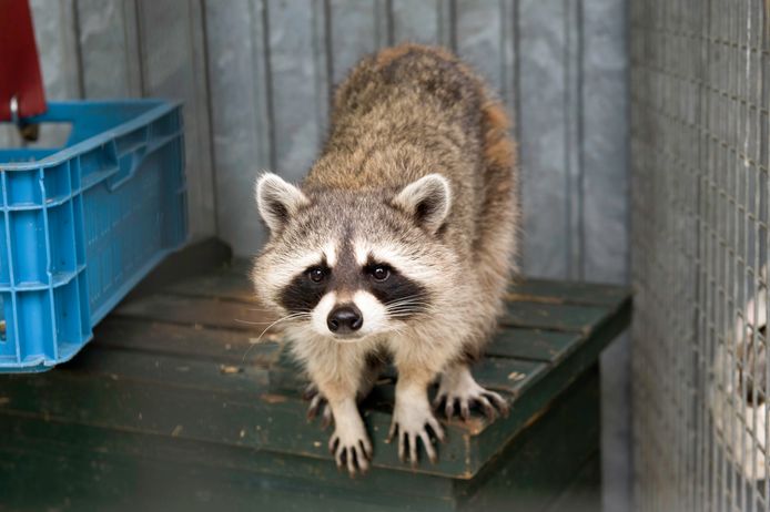 sabine joosten/Hollandse Hoogte