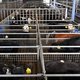 Veestapel nauwelijks gekrompen: meer jongvee, wel minder varkens