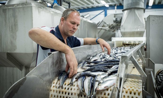 Het productieproces van de Hollandse Nieuwe in Noorwegen. Verwerking van de haring in de visfabriek.