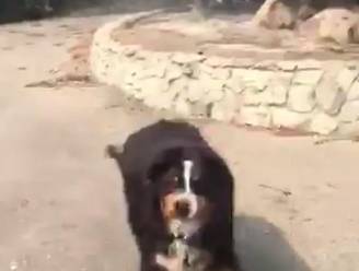 Dolblij weerzien: vermiste hond wacht familie op aan woning die opging in bosbrand