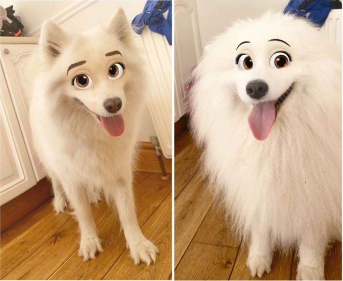 Catastrofe uitbreiden Snor Nieuwe filter tovert je hond om tot een schattig Disney-figuur | Mode &  Beauty | hln.be