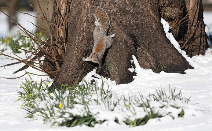 Een eekhoorn foerageert in de sneeuw in het Londense St James 'Park. Het is te hopen dat hij z’n verstopte nootjes nog kan vinden. Foto Peter Nicholls