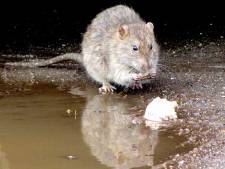Dierenambulance waarschuwt: voorzichtig met rattengif